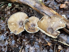 Melanoleuca