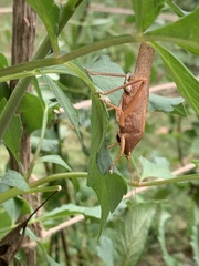 Pyrgocorypha uncinata