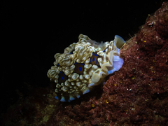 Dendrodoris krusensternii