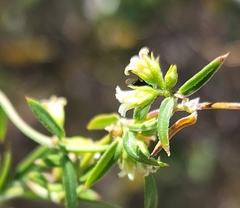 Metastelma arizonicum