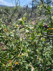 Metastelma arizonicum