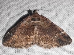 Catarhoe basochesiata