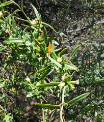 Metastelma arizonicum