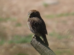 Glaucidium nana