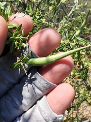 Metastelma arizonicum