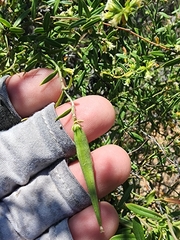 Metastelma arizonicum