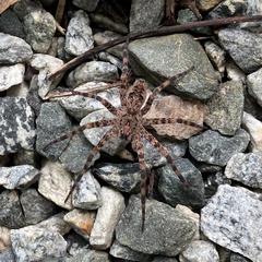 Dolomedes tenebrosus