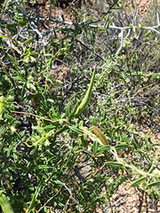 Metastelma arizonicum