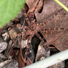 Dolomedes tenebrosus