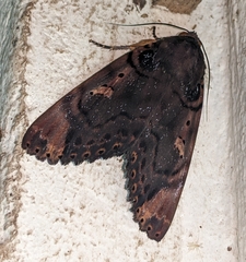 Arcte modesta