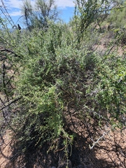 Metastelma arizonicum