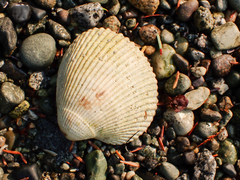 Clinocardium nuttallii