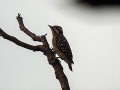 Yungipicus moluccensis