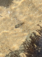 Bovichtus angustifrons