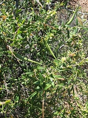 Metastelma arizonicum