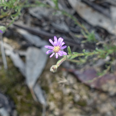 Vittadinia