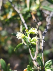 Metastelma arizonicum