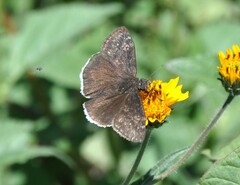 Erynnis funeralis