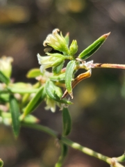 Metastelma arizonicum