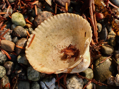 Clinocardium nuttallii