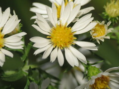 Symphyotrichum pilosum
