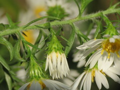 Symphyotrichum pilosum