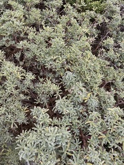 Lupinus albifrons