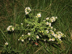 Symphyotrichum pilosum