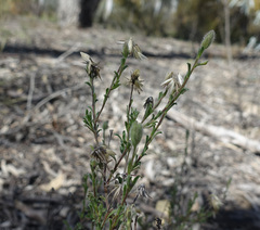 Vittadinia