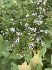 Symphyotrichum cordifolium
