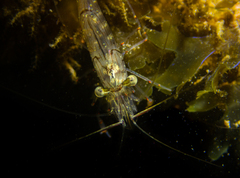 Palaemon affinis