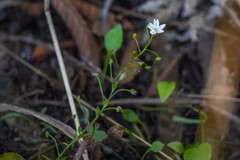 Claytonia sibirica