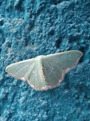 Nemoria lixaria