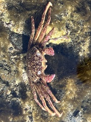 Grapsus