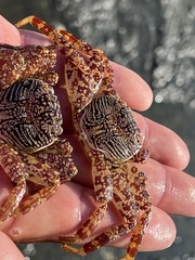 Grapsus