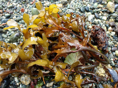 Fucus distichus