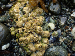 Balanus glandula