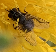 Stomoxys calcitrans