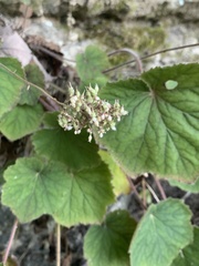 Heuchera