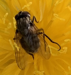 Stomoxys calcitrans
