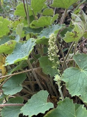 Heuchera