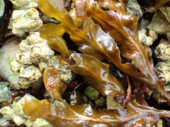 Fucus distichus