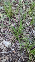 Carex planostachys