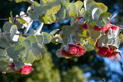 Eucalyptus rhodantha