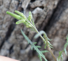 Senecio runcinifolius