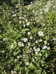 Boltonia asteroides