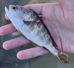 Larimus fasciatus