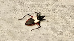 Microtomus purcis