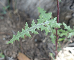 Senecio runcinifolius