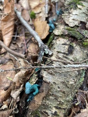 Chlorociboria aeruginascens